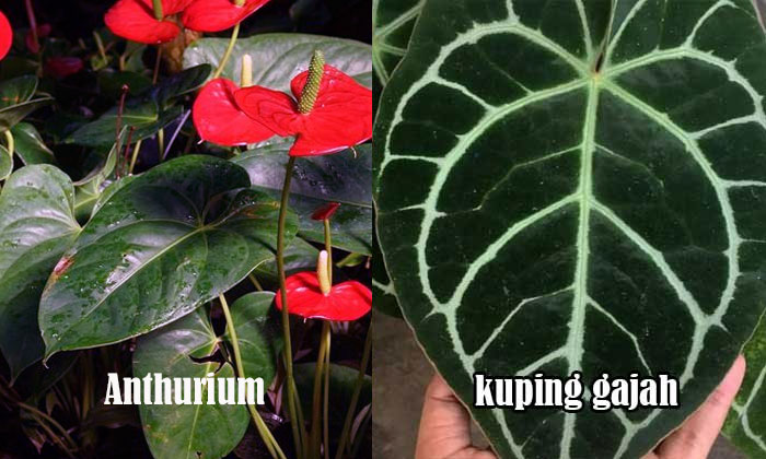 anthurium vs kuping gajah