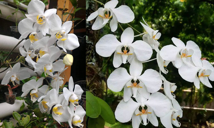 anggrek phalaenopsis