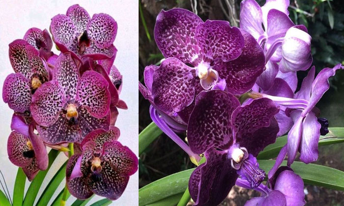 anggrek vanda