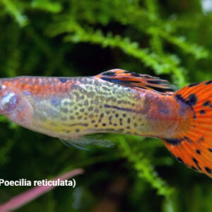 ikan guppy poecilia reticulata