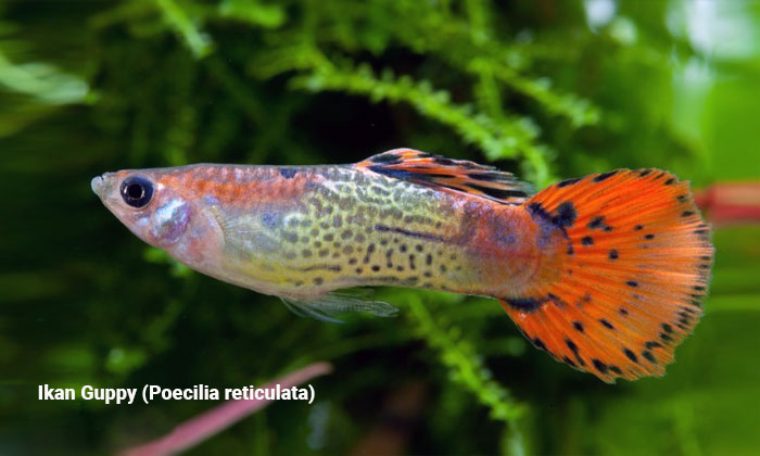 ikan guppy poecilia reticulata