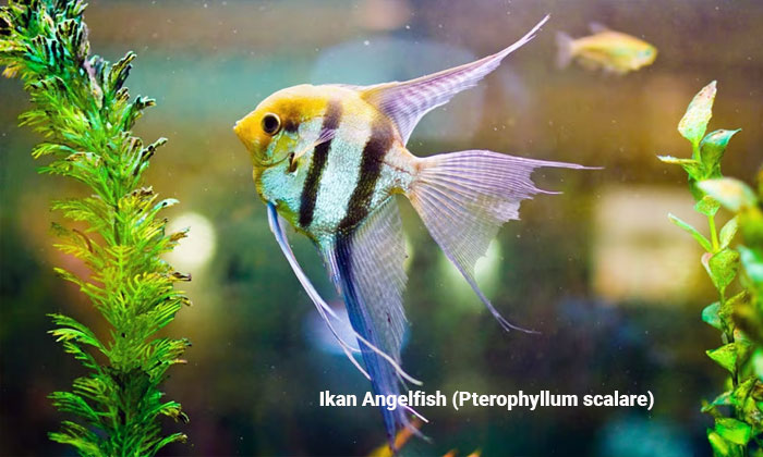 angelfish pterophyllum scalare