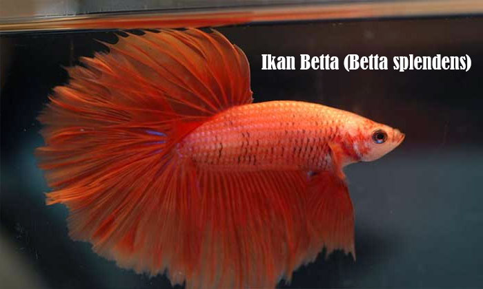 ikan betta (betta splendens)