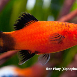 ikan platy xiphophorus maculatus