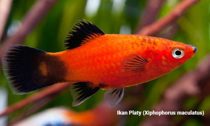 ikan platy xiphophorus maculatus