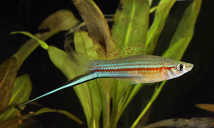 ikan swordtail