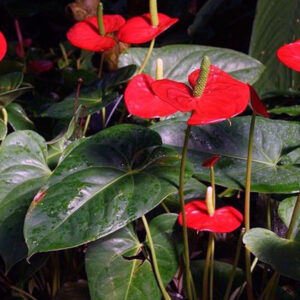 tanaman hias anthurium