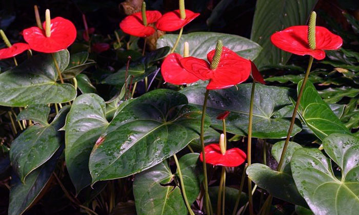 tanaman hias anthurium