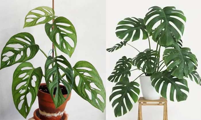 monstera (janda bolong)