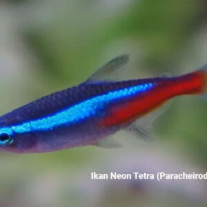 ikan hias neon tetra