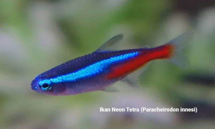 ikan hias neon tetra