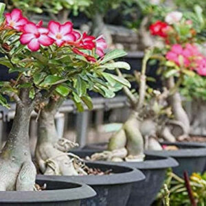 tanaman hias adenium