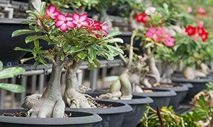 tanaman hias adenium