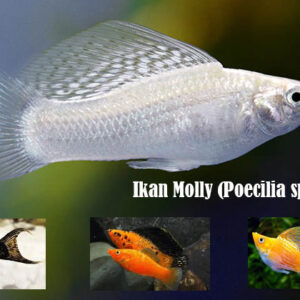 ikan molly (poecilia sphenops)