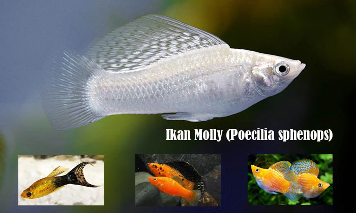 ikan molly (poecilia sphenops)