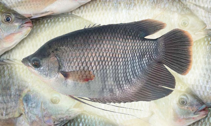 ikan gurami