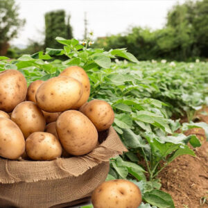 tanaman kentang