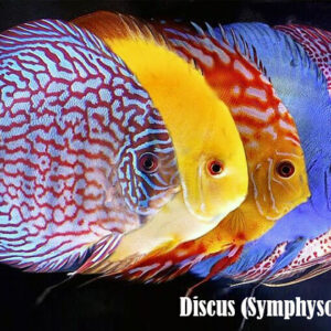 discus (symphysodon spp.)