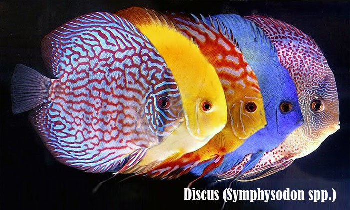 discus (symphysodon spp.)