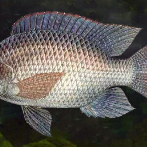 ikan nila oreochromis niloticus