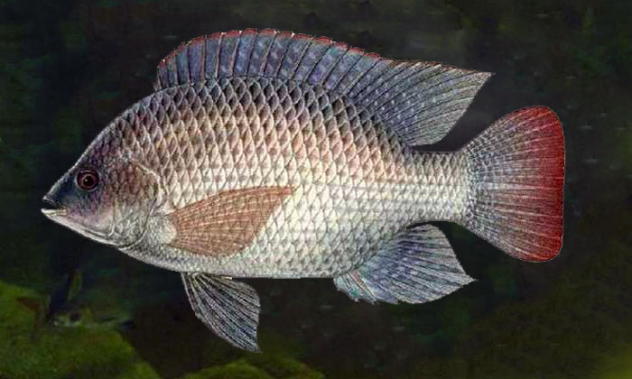 ikan nila oreochromis niloticus