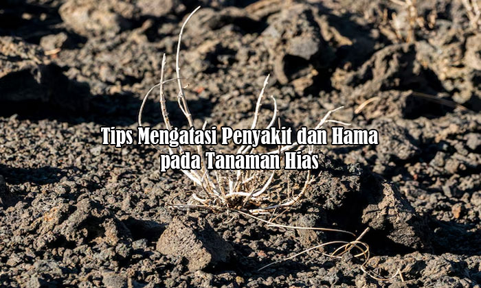 penyakit dan hama tanaman hias