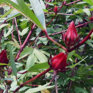 rosela (hibiscus sabdariffa)