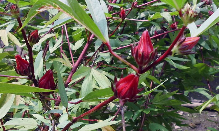 rosela (hibiscus sabdariffa)