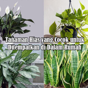 tanaman hias dalam rumah