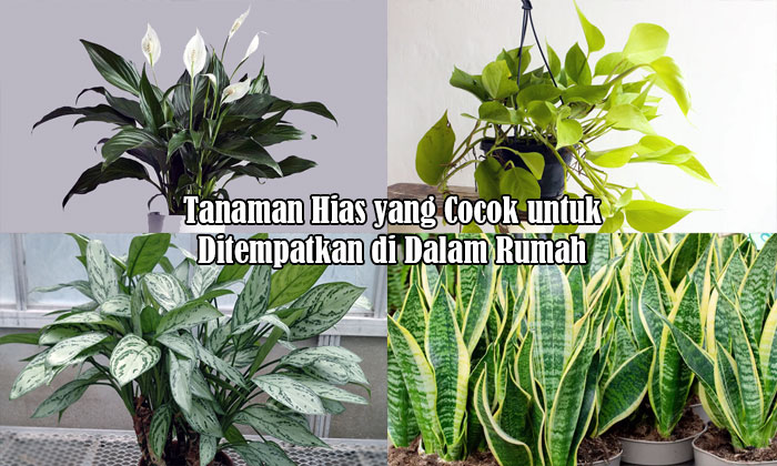 tanaman hias dalam rumah