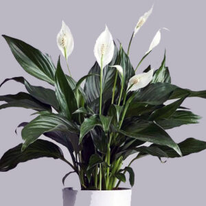 tanaman hias peace lily