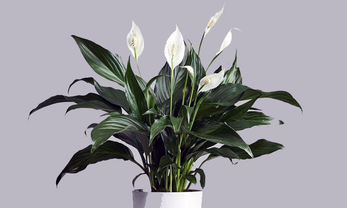 tanaman hias peace lily