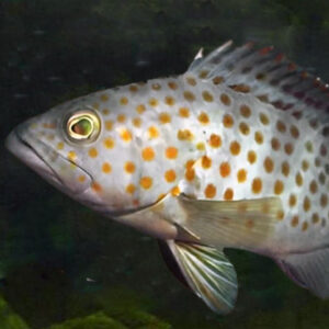 tentang ikan kerapu (epinephelus sp.)