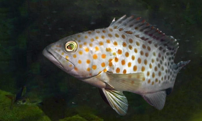 tentang ikan kerapu (epinephelus sp.)